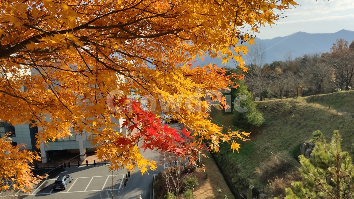가을단풍,경치,애기단풍,가을,엽록소,leaf,잎,plant,식물,tree,나무,단풍,maple,가을,계절,fall,autumn,season,식물,자연,plants,nature,나무,trees,wood