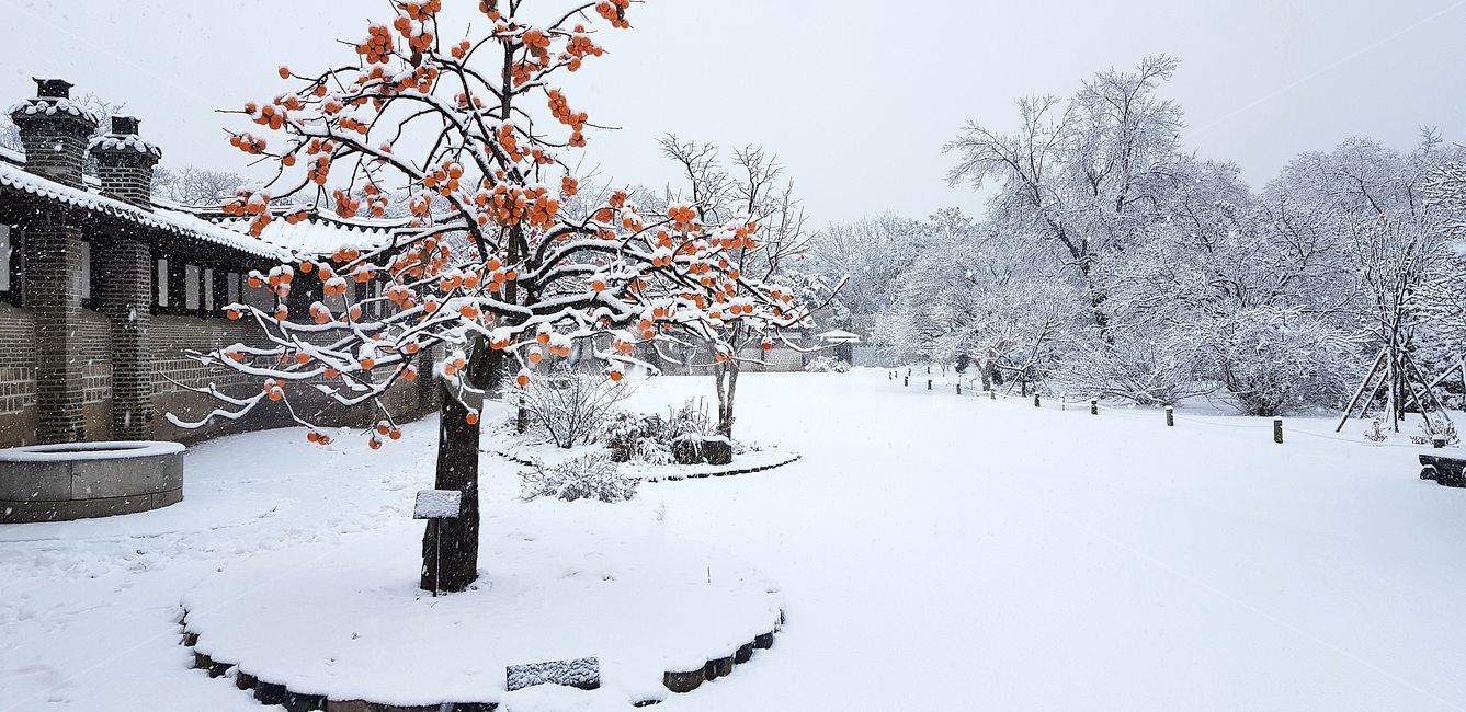 첫눈,창덕궁,낙선재,홍시,firstsnow,changdeokgung,redripepersimmon,softpersimmon,persimmon,changdeokgungnakseonjae,nakseonjae,겨울,계절,winter,season,한국전통,한국문화,korean traditional,korean culture,식물,자연,plants,nature,과일,열매,fruit,건축물,건물외관,exterior,building,structure,architecture,construction