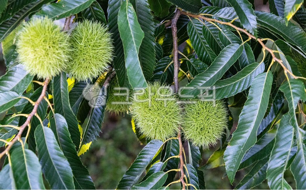 밤송이,밤나무,잎,밤나무잎,나무줄기,leaf,tree