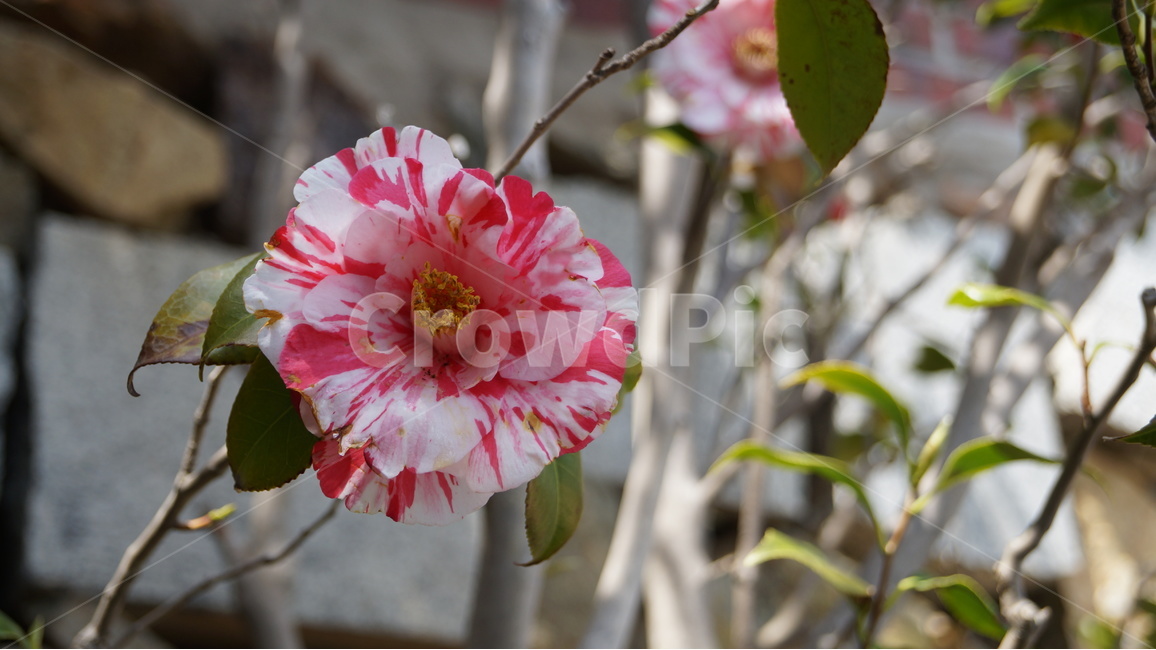 동백,동백꽃,꽃,자연,풍경,식물,자연,plants,nature,꽃,flower