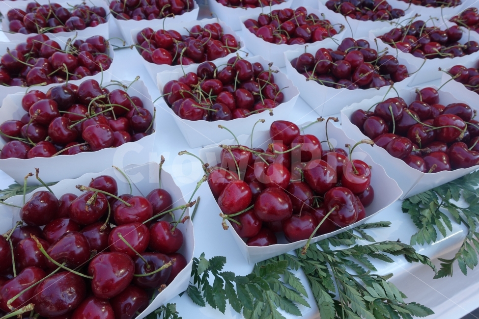 프랑스,니스,마켓,과일,체리,음식,식재료,요리,food,cook,meal,dishes,food reserves,과일,열매,fruit