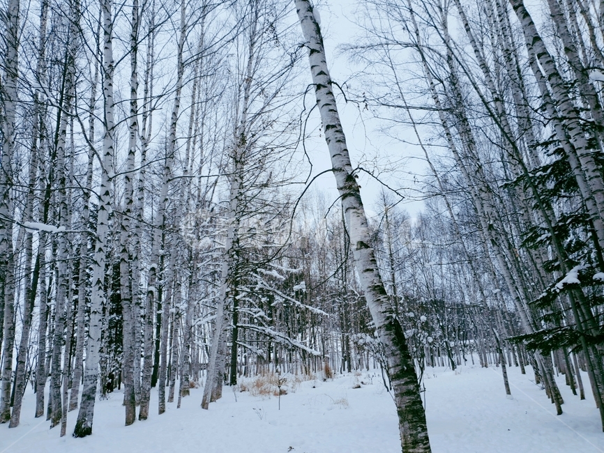 나무,식물,겨울,삿포로,비에이,겨울,계절,winter,season