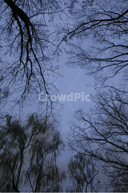 tree,나무,plant,식물,branch,나뭇가지,가지,무성한,빽빽한