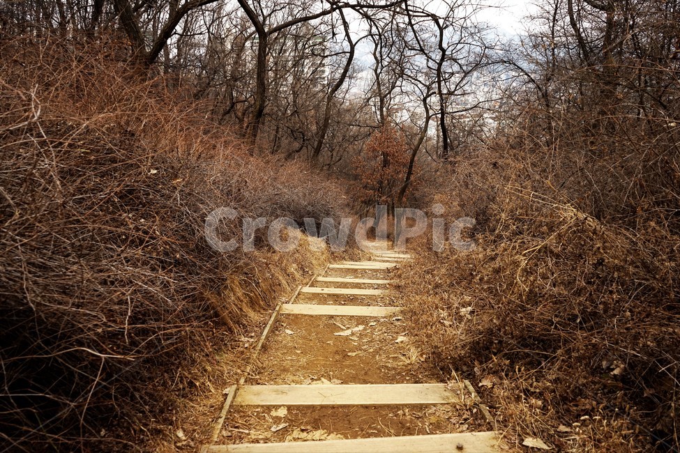 산행,식물,자연,초봄,계절,풍경,landscape,nature,나무,낙엽,나무가지,trees,desolation,solitary,fallenleaves,brown,branches,작은길,숲길,산책길,낙옆,겨울산,trail,forest,자연,풍경,nature,landscape,path,통로