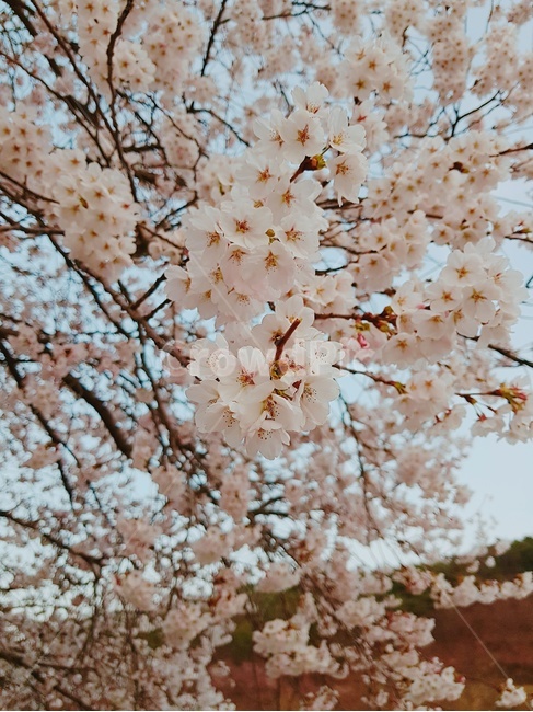벚꽃,하늘,꽃,분홍꽃,하늘색,구름,꽃확대,꽃근접,자연,봄,계절,spring,season,식물,자연,plants,nature,꽃,flower,plant,blossom