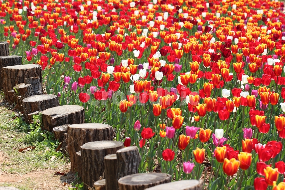 튤립,식물,꽃,계절,색,자연,배경,tulips,plants,flowers,seasons,colors,nature,Background