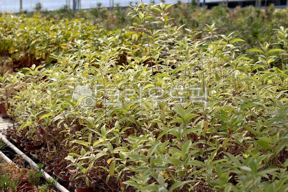 Lemon myrtle,lemon myrtle leaves,farm,agricultural,food,green,tree,spices,lemon scent,baba,fragrant,tree,leaves,plant,green,lemonmyrtleleaves,farm,agricultural,food,green,tree