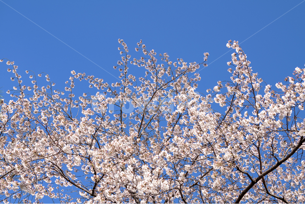 봄,벚꽃,자연,풍경,하늘,봄,계절,spring,season,식물,자연,plants,nature,꽃,flower,plant,blossom,cherry blossom