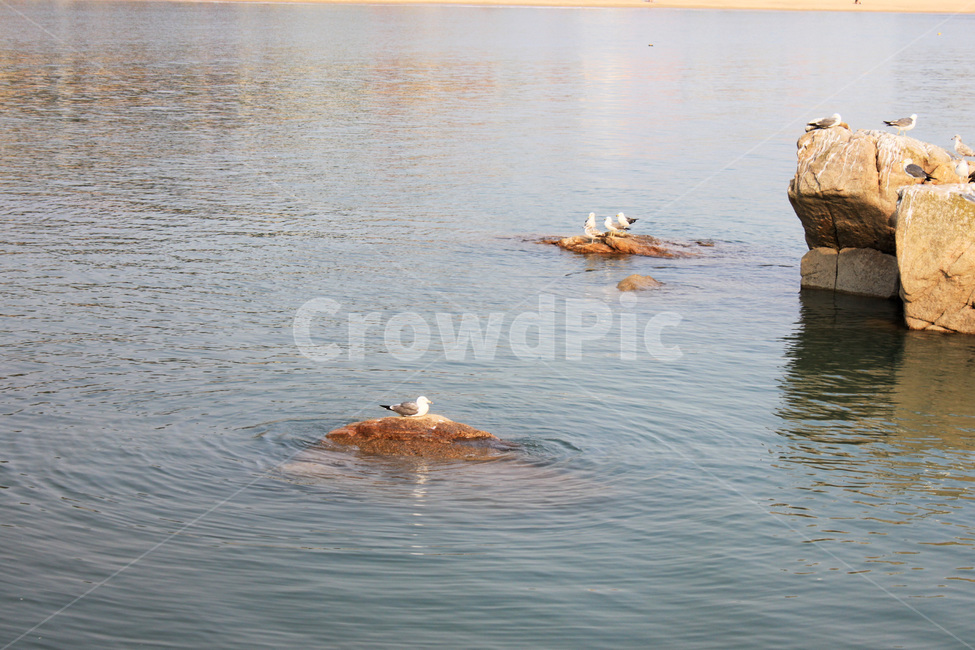 바다,물결,바위,돌,갈매기,새,경치,sea,wave,rock,commongull,bird,scenery,scene,view