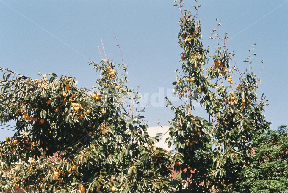 필름카메라,필름사진,군산,감나무,가을,과일,감,fruit,식물,나무,나무,trees,wood