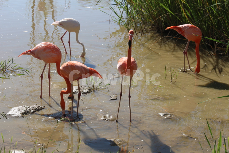 홍학,자연,새,동물,갯벌,순천만,가족,갈대,bird,flamingo,야생,동물,animal,조류,새,birds