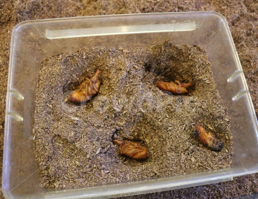 장수풍뎅이유충,장수풍뎅이번데기,장수풍뎅이애벌레,장수풍뎅이탈피,장수풍뎅이,동물,animal,곤충,벌레,insect,bug