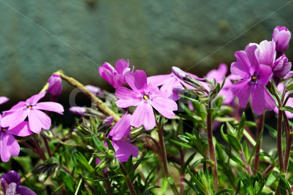 봄,꽃,플라워,flower,자연,풍경,경치,식물,이파리,spring,산뜻,따뜻,지면패랭이,접사,macro,클로즈업,closeup,tree,숲,숲속,산림,삼림,조경,plants,봄꽃,감성,힐링,landscape,식물,자연,plants,nature,꽃,flower