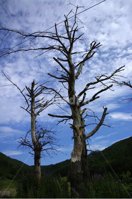 나무,식물,하늘,구름,산,식물,자연,plants,nature,나무,trees,wood