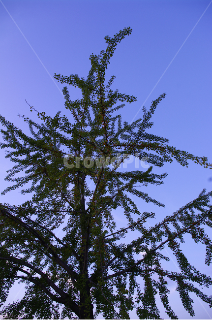 나무,식물,하늘,plant,잎,자연,nature,식물,자연,plants,nature,나무,trees,wood