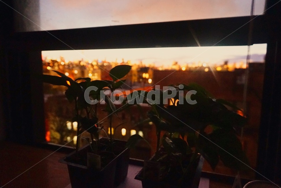 해질녘,식물,노을,여름,창가,plant,mood,감성,sunset,summer