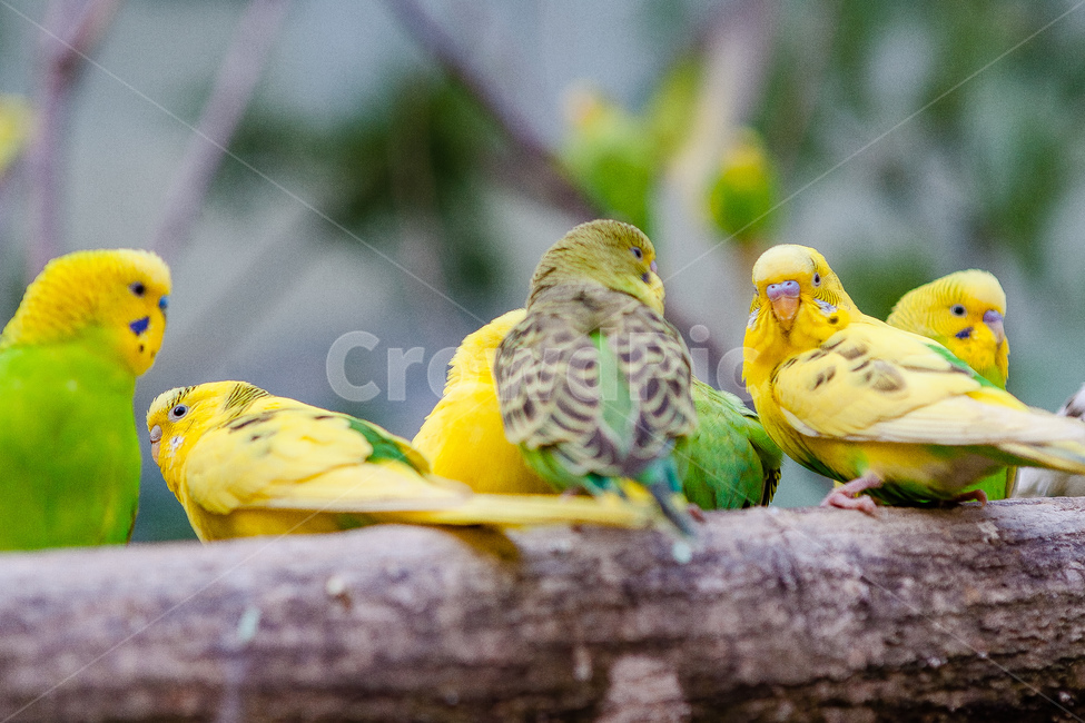 앵무새,동물원,새,생명,동물,날개,동물,animal,조류,새,birds