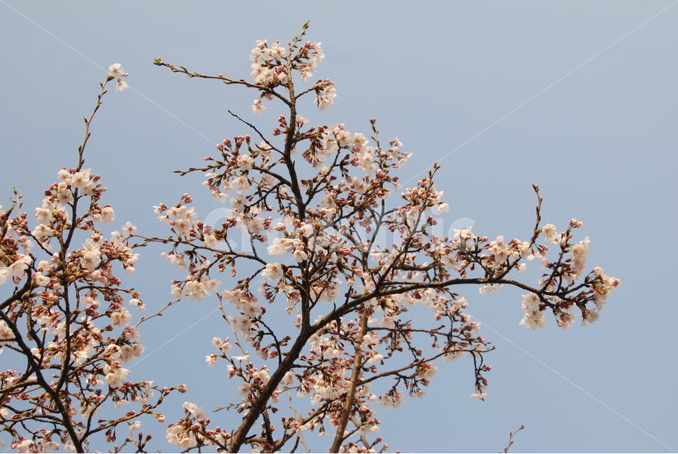 봄,벚꽃,봄나들이,벚꽃엔딩,꽃구경,봄,계절,spring,season,plant,식물