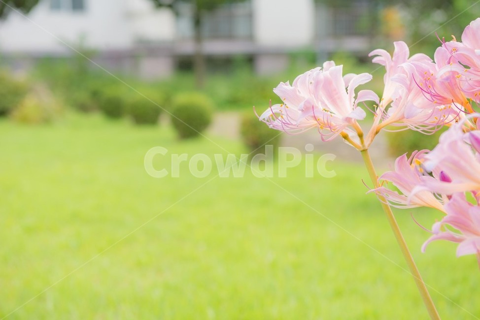 꽃,사상화,화단,화원,원예,식물,자연,화사한,flower,풀,봄,계절,spring,season,식물,자연,plants,nature,꽃,flower,plant,grass,잔디