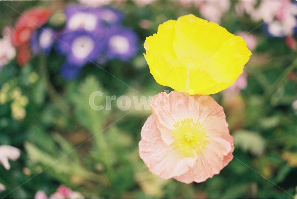 봄양귀비,봄꽃,꽃,꽃잎,봄사진,꽃양귀비,배경화면,바탕화면,봄배경,감성사진,감성,나무,자연,계절,poppy,blossom,flower,floral,flora,beauty,beautiful,nature,natural,tree,sky,yellow,petal,pink,필름사진,봄,계절,spring,season,식물,자연,plants,nature,꽃,flower,geranium,제라늄,plant