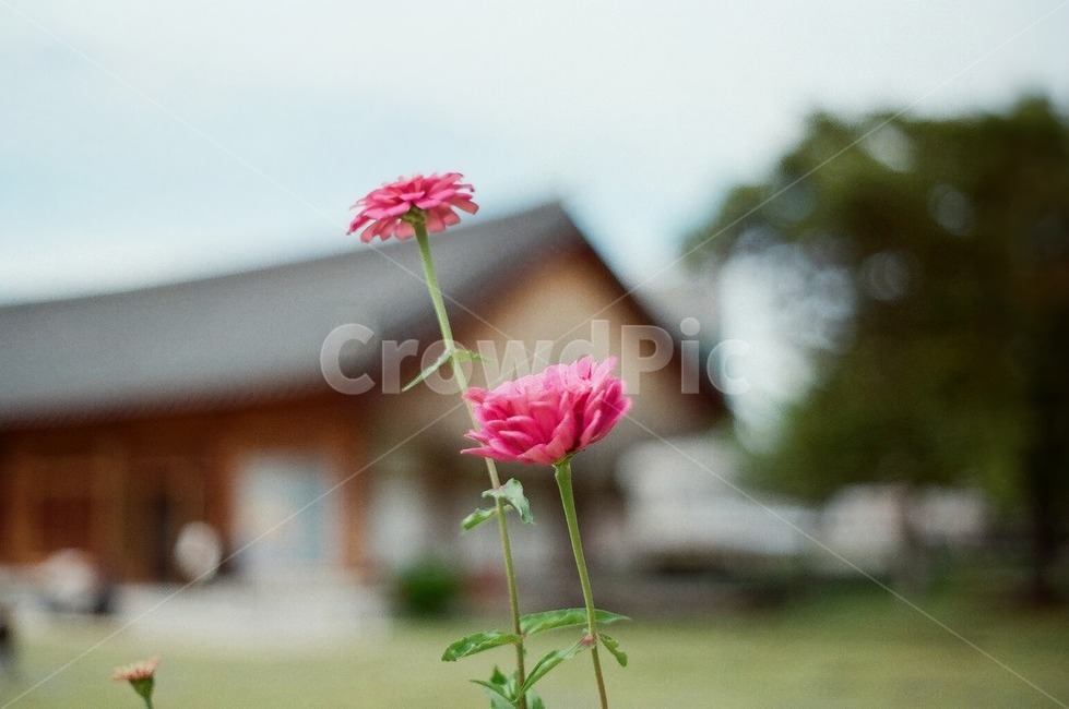 flower,꽃,blossom,plant,식물,pink,분홍,한옥,필름카메라,식물,자연,plants,nature,꽃,flower