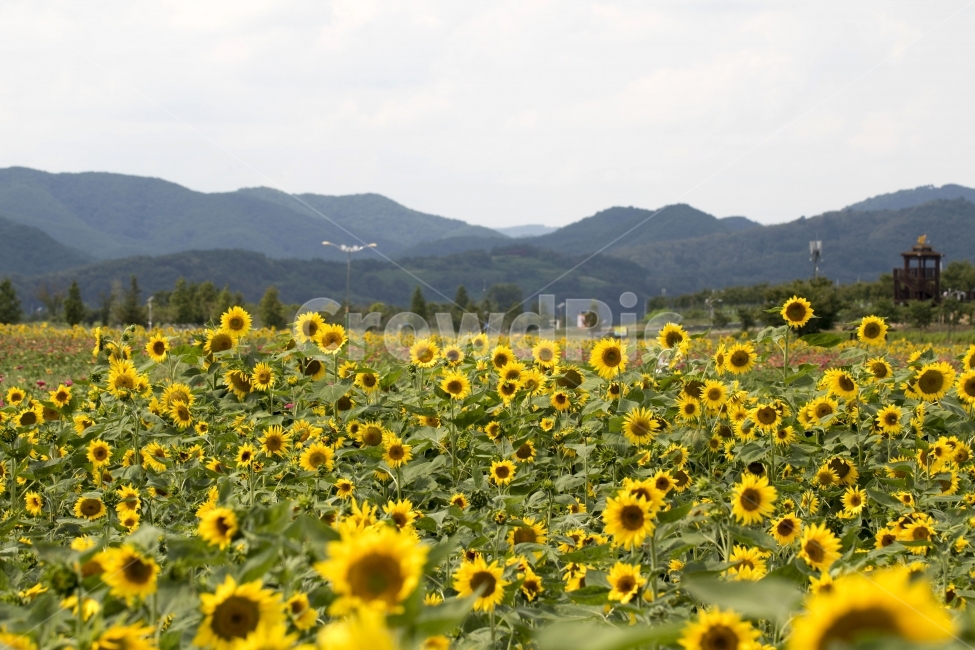 해바라기,식물,꽃,여름꽃,가을,사진,단독사진,디자인,소스,포토,사진자료,배경,배경사진,백그라운드,한국,동양,아시아,풍경,자연,환경,실외,낮,아침,봉오리,꽃봉오리,잎,꽃잎,7월,8월,9월,꽃밭,아웃포커스,접사,근접,여름,녹색,야외,파란하늘,맑은하늘,자연,풍경,nature,landscape,식물,plants,꽃,flower,plant