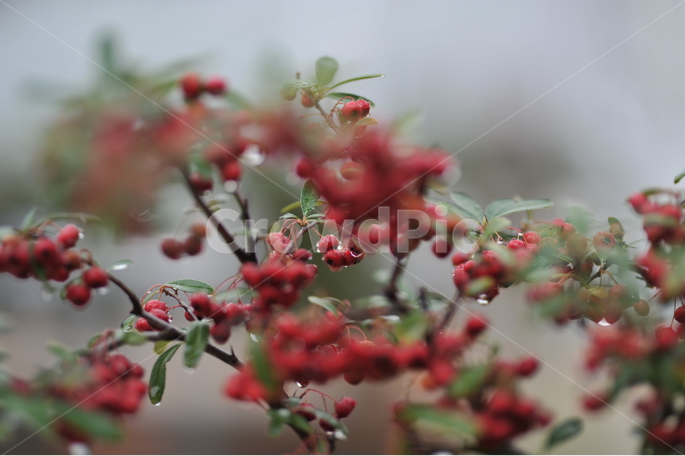 꽃나무,꽃,붉은열매,열매나무,자연,식물,붉은색,빨간색,식물,자연,plants,nature,과일,열매,fruit,감성,sensible,feeling,비,비오는날,rain,rainy