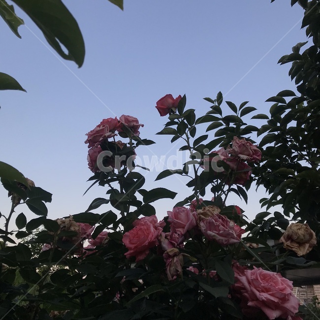 plant,식물,장미,rose,flower