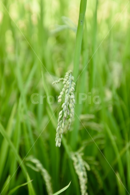 벼,쌀,풀,식물,논,식물,자연,plants,nature