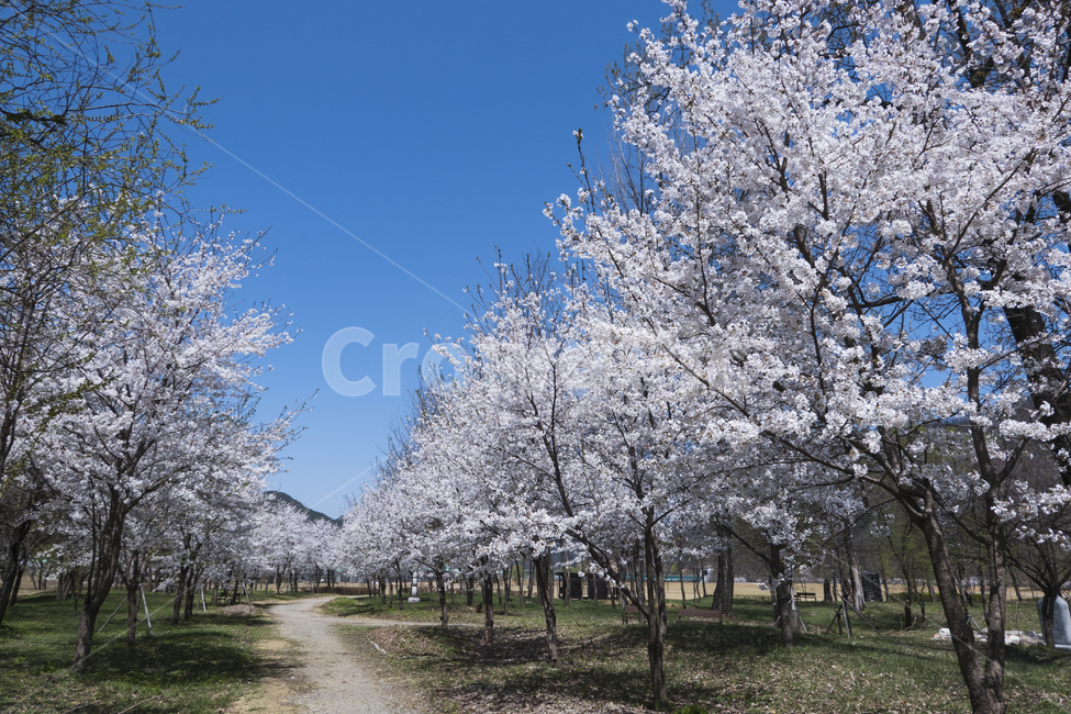 벚나무,벚꽃,꽃,봄,산책,산책길,여유,평화,푸른,하늘,봄,계절,spring,season,자연,풍경,nature,landscape,plant,식물