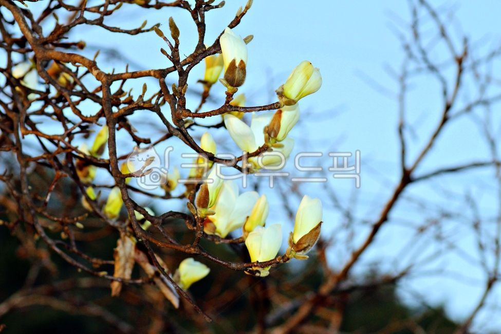 목련,봄꽃,하얀꽃,식물,꽃,plant,flower,blossom,magnolia,백목련,봄,season,nature,자연,감성,목련꽃,계절,spring,식물,자연,plants,nature,꽃,flower