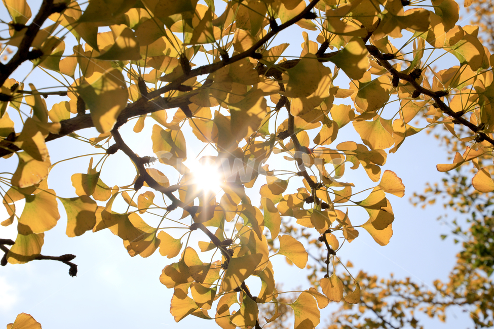가을,은행,은행나무,빛,가을풍경,자연,숲,가을,계절,fall,autumn,season,light,flare,플레어,leaf,잎,plant,식물