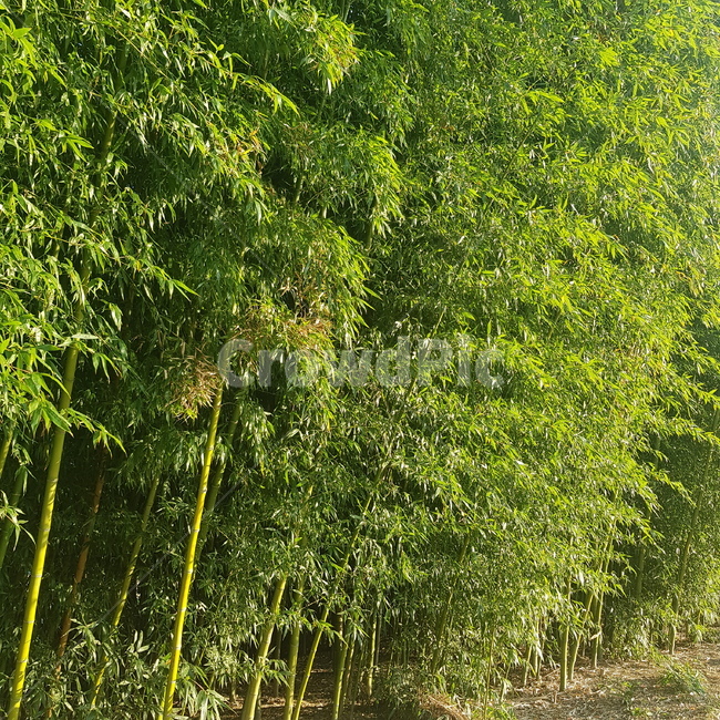 대나무,대나무숲,식물,나무,풀,자연,풍경,nature,landscape
