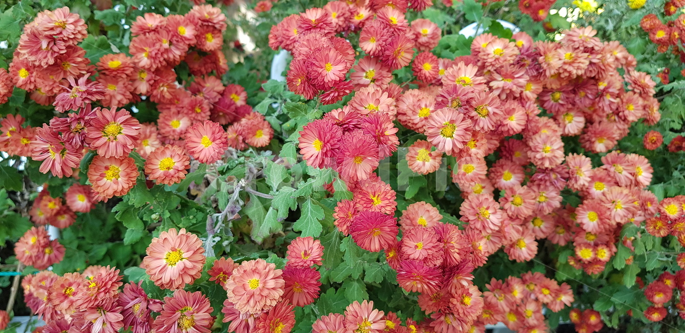 blossom,geranium,제라늄,flower,꽃,plant,달리아,가을,가을꽃,식물,자연,plants,nature,꽃,flower