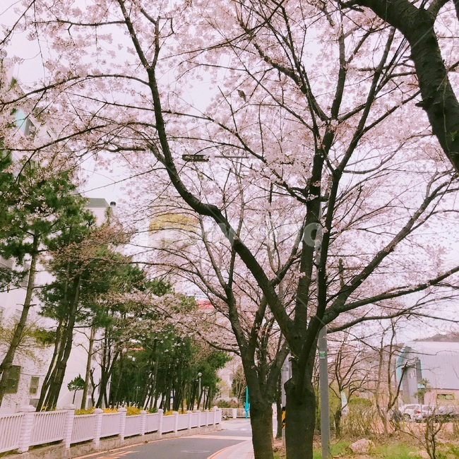 봄,벚꽃,식물,spring,cherryblossom,꽃,flower