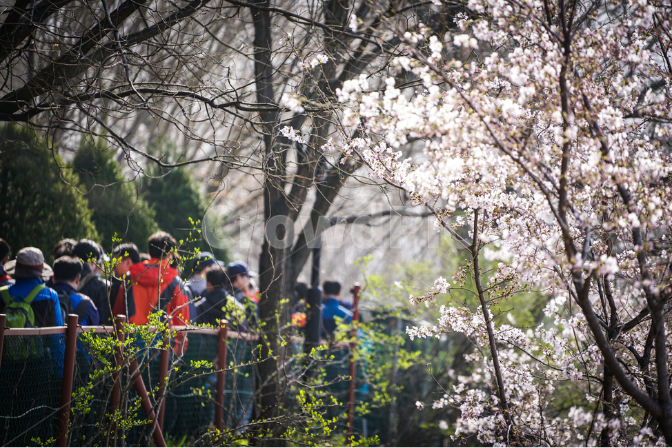 봄,길,꽃길,꽃,관광,spring,road,hiking,4월,april,봄,계절,spring,season,식물,자연,plants,nature,꽃,flower,사람들,대중,군중,other people,crowd