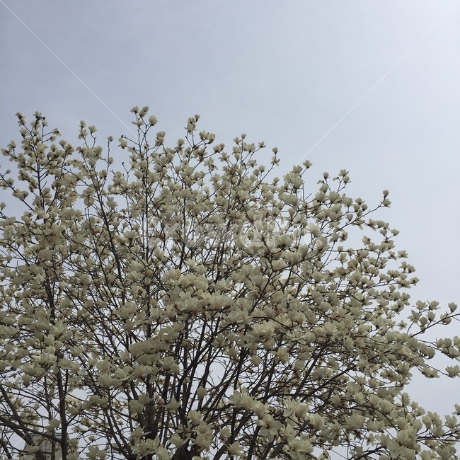 꽃,목련꽃,목련,하늘,나무,식물,자연,plants,nature,꽃,flower,나무,trees,wood