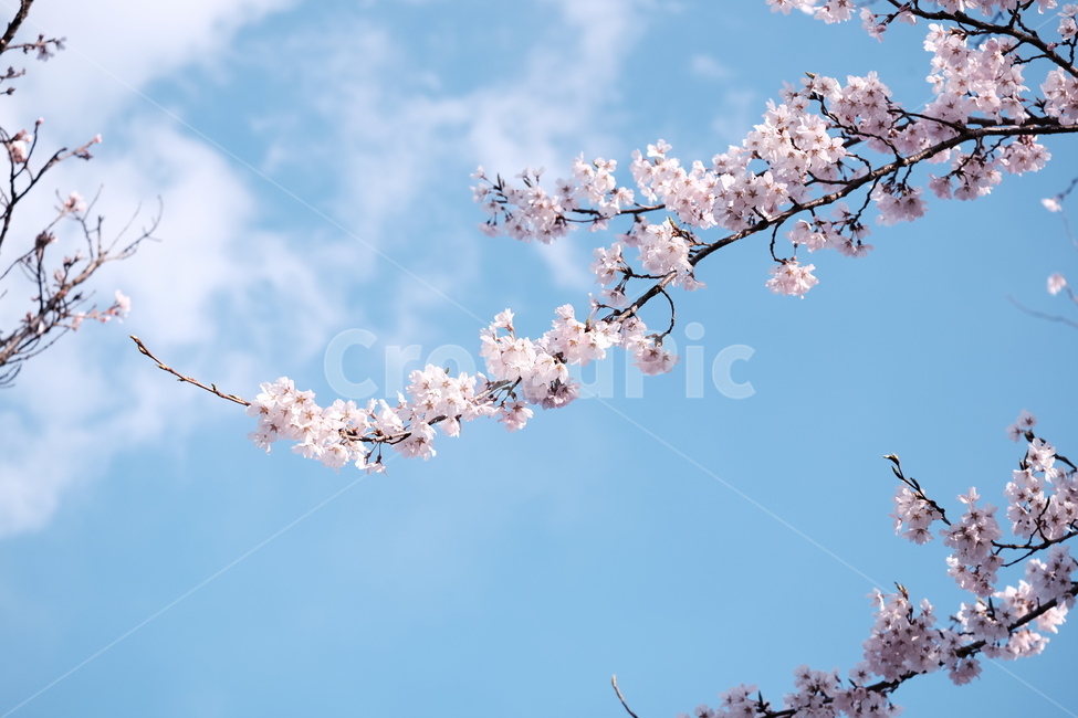 벚꽃,봄꽃,cherryblossom,분홍색꽃,하늘,꽃과하늘,봄하늘,봄,계절,spring,season,식물,자연,plants,nature,꽃,flower,plant,blossom