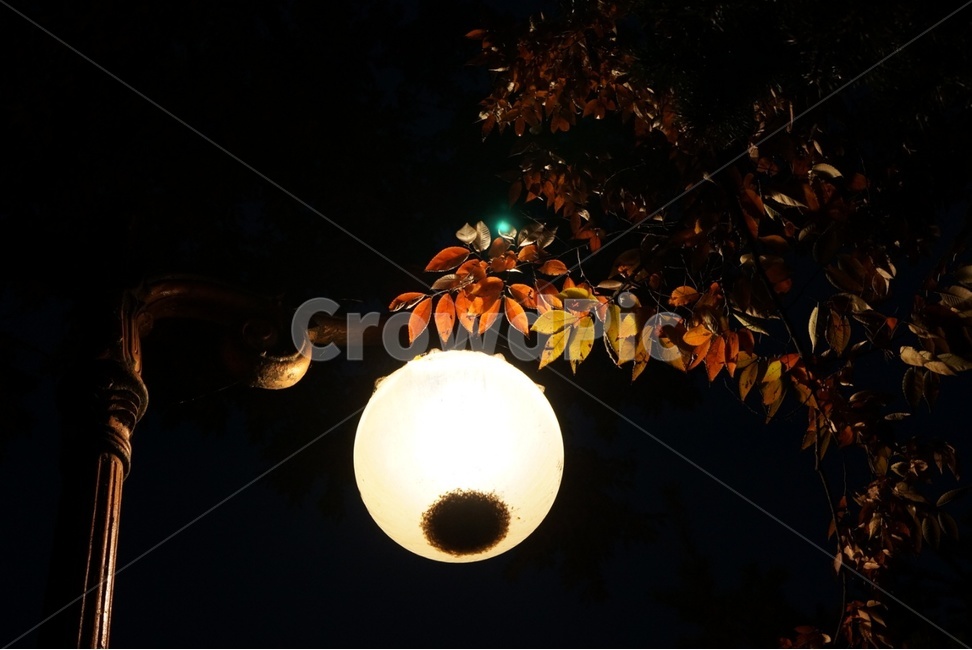 nature,자연,가로등,가로수,나뭇잎,야경,밤,풍경,nightscape,night,landscape