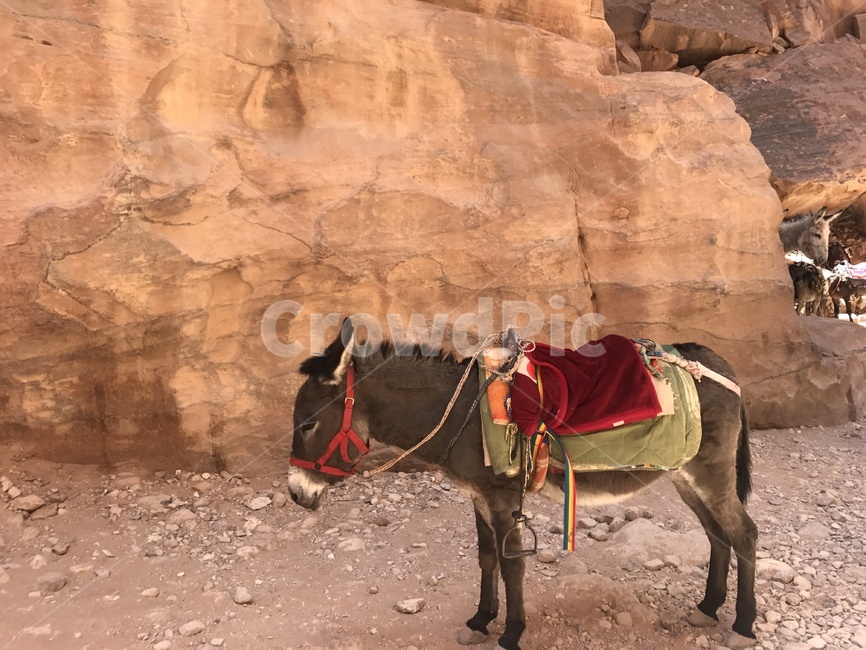 horse,말,animal,동물,mammal,포유류,donkey,당나귀,요르단,jordan,페트라,petra,동물,animal,포유류,mammal
