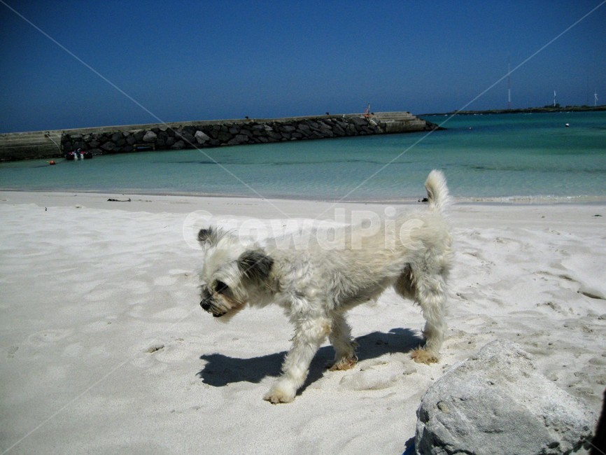 개,강아지,바다,해변,하늘,여름,제주,제주도,백사장,동물,animal,포유류,mammal,개,강아지,dog,doggy