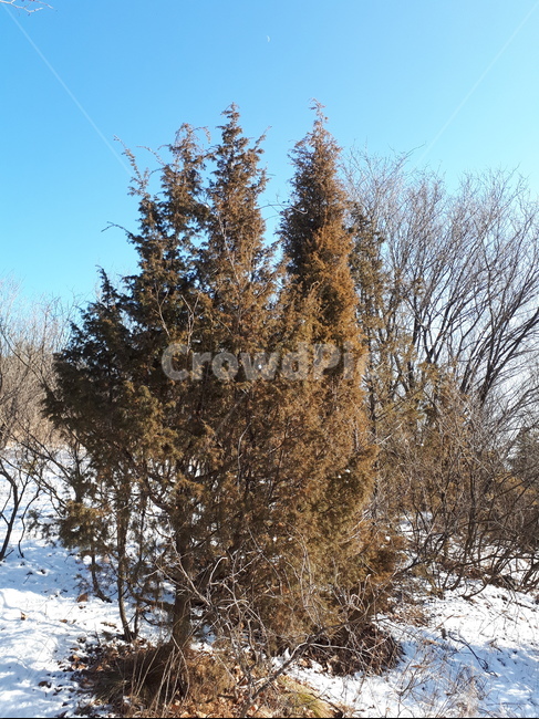 숲,겨울,눈,영천,측백나무,나무,겨울,계절,winter,season,자연,풍경,nature,landscape,식물,plants,나무,trees,wood,tree,plant,fir,전나무