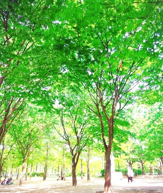 나무,공원,숲,여름,tree,park,wood,자연,풍경,nature,landscape,plant,식물,vegetation,초목,tree trunk,나무 줄기,woodland,삼림지,outdoors,옥외,forest,land,땅