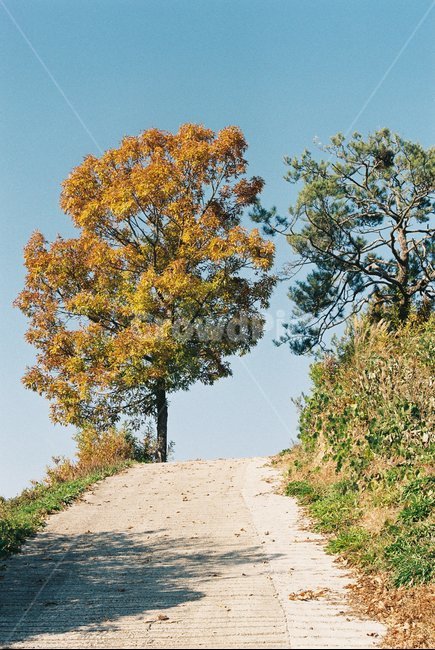 가을,가을길,나무,단풍,autumn,road,그림자,maple,hill,slope,언덕,가을,계절,fall,autumn,season,자연,풍경,nature,landscape,tree,plant,식물