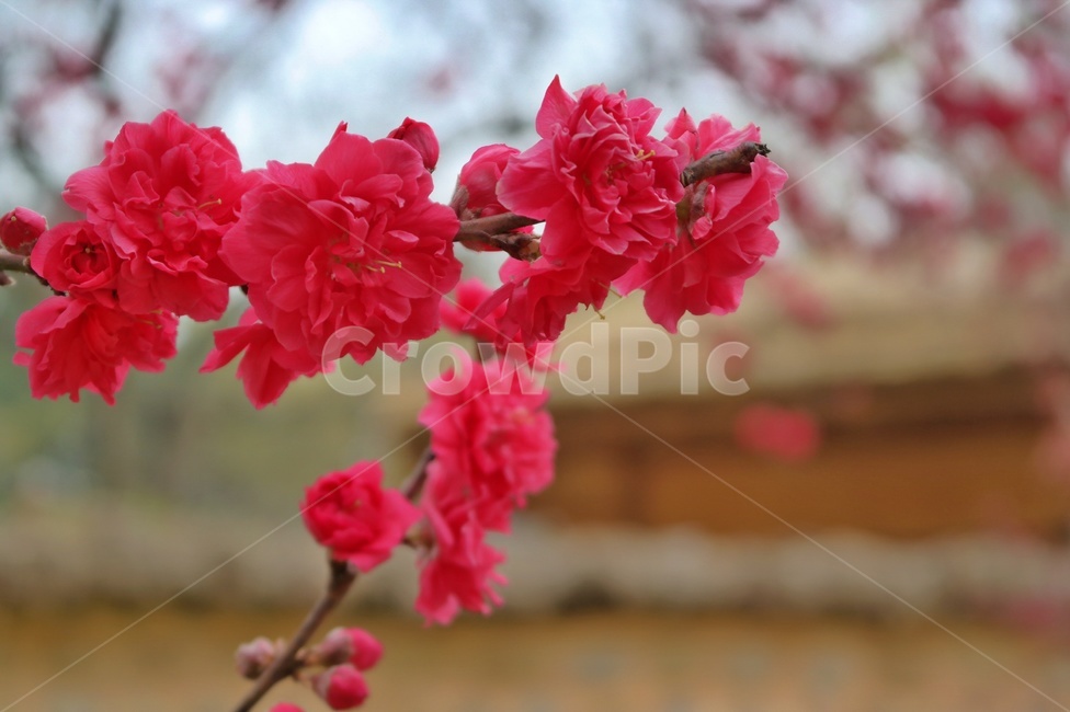 봄꽃,꽃,감성,홍매화,매화,붉은꽃,빨강,만개,blossom,flower