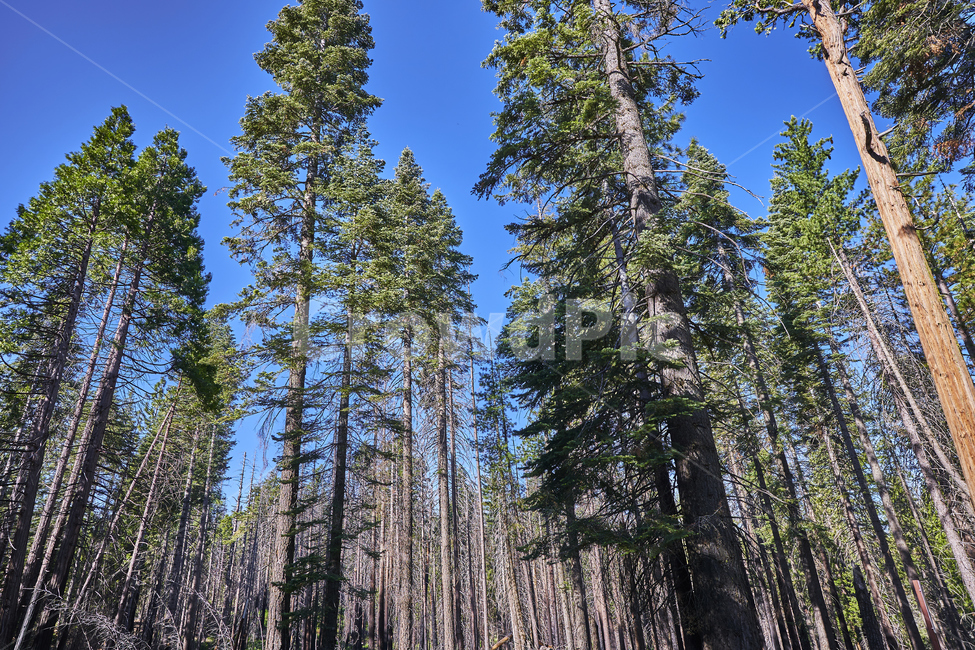 요세미티,yosemite,국립공원,나무,산,풍경,하늘,공원,전망,파노라마,힐링,휴식,자연,풍경,nature,landscape,해외,외국,세계,foreign,oversea,world,세계자연풍경,해외자연풍경,외국자연풍경,world nature landscape,tree,plant,식물,fir,전나무,abies,아비