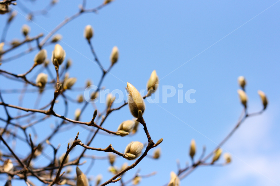 목련,꽃,하늘,개화,봄,magnolia,flower,sky,spring,primavera,식물,자연,plant,nature
