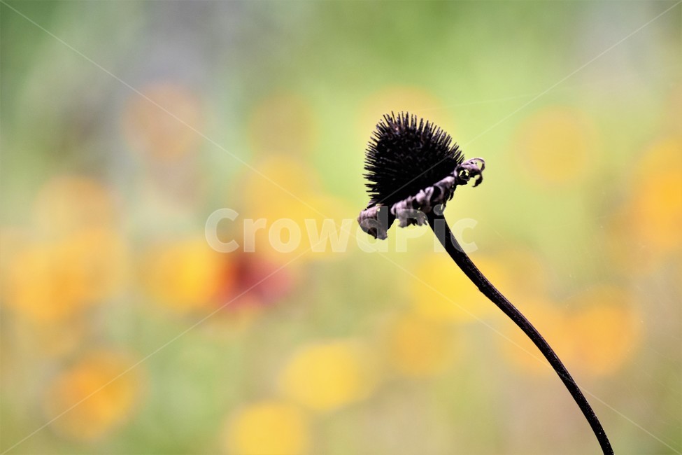 식물,자연,고독,가을,대비,식물,자연,plants,nature