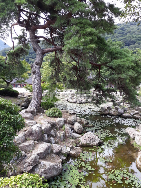 해남대흥사연못,연못,수련,소나무,대흥사연못,대흥사,자연,풍경,nature,landscape,outdoors,옥외,water,물