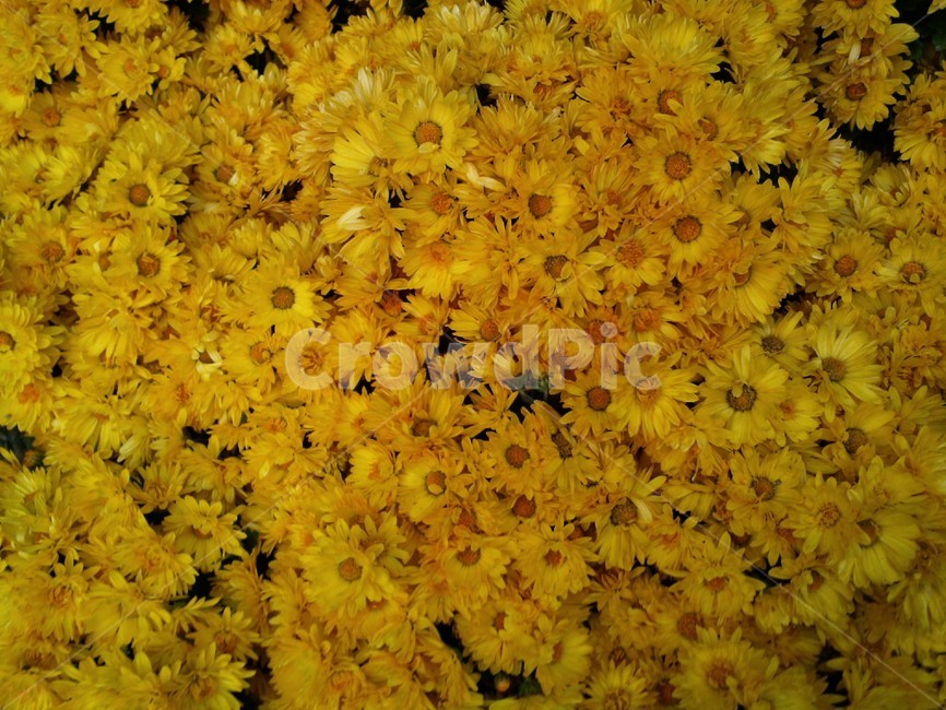plant,식물,flower,꽃,blossom,노랑,노란,노란꽃,노랑꽃,바탕,배경,백그라운드,식물,자연,plants,nature,꽃,flower